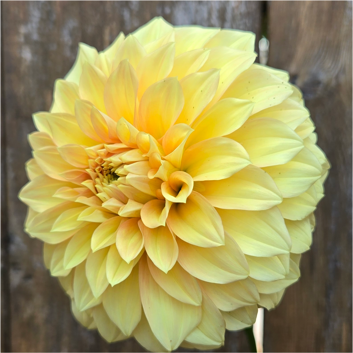 Bracken Palomino