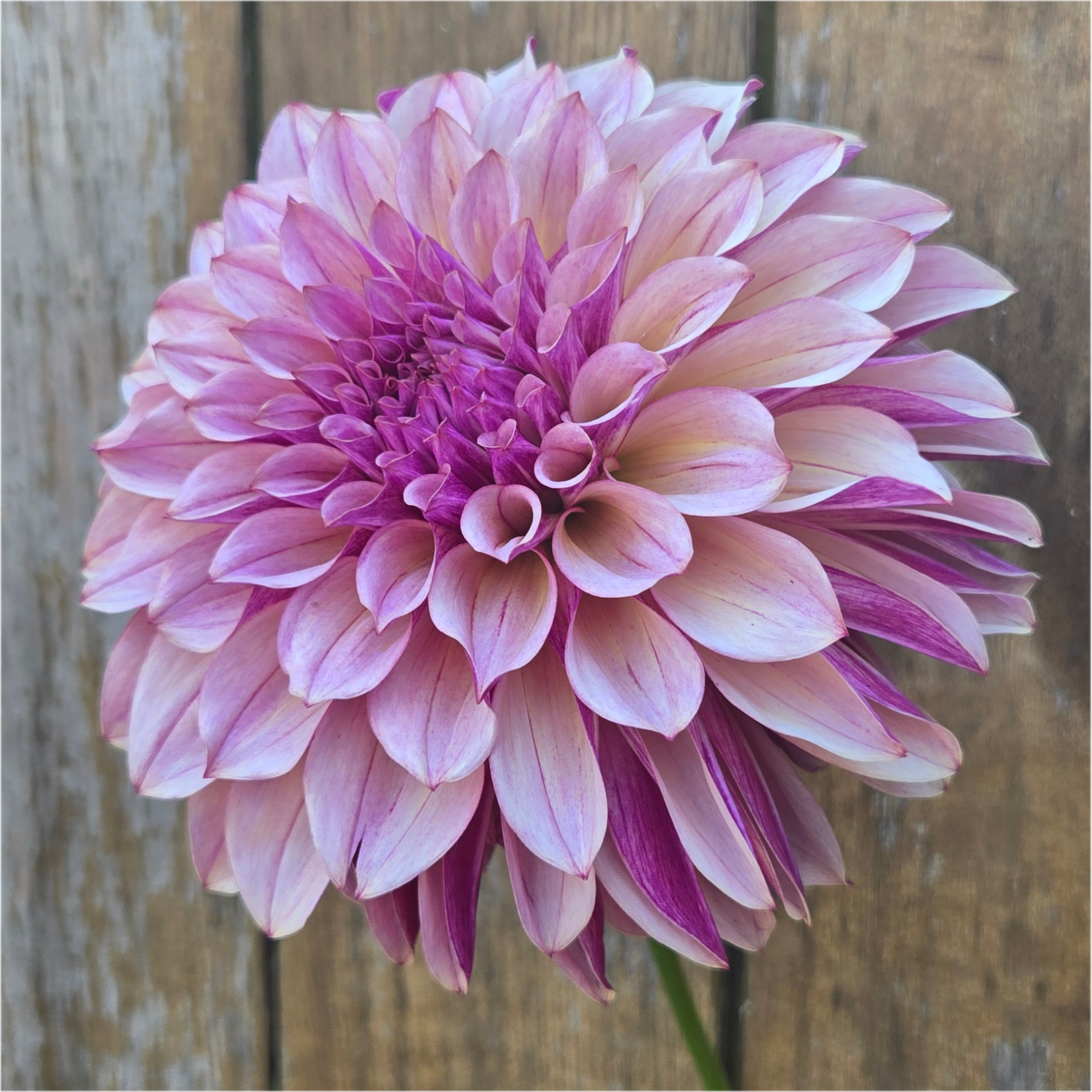 Café Mauve