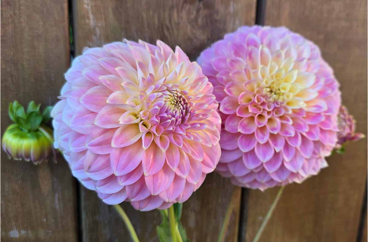 Coorabel Moonglow