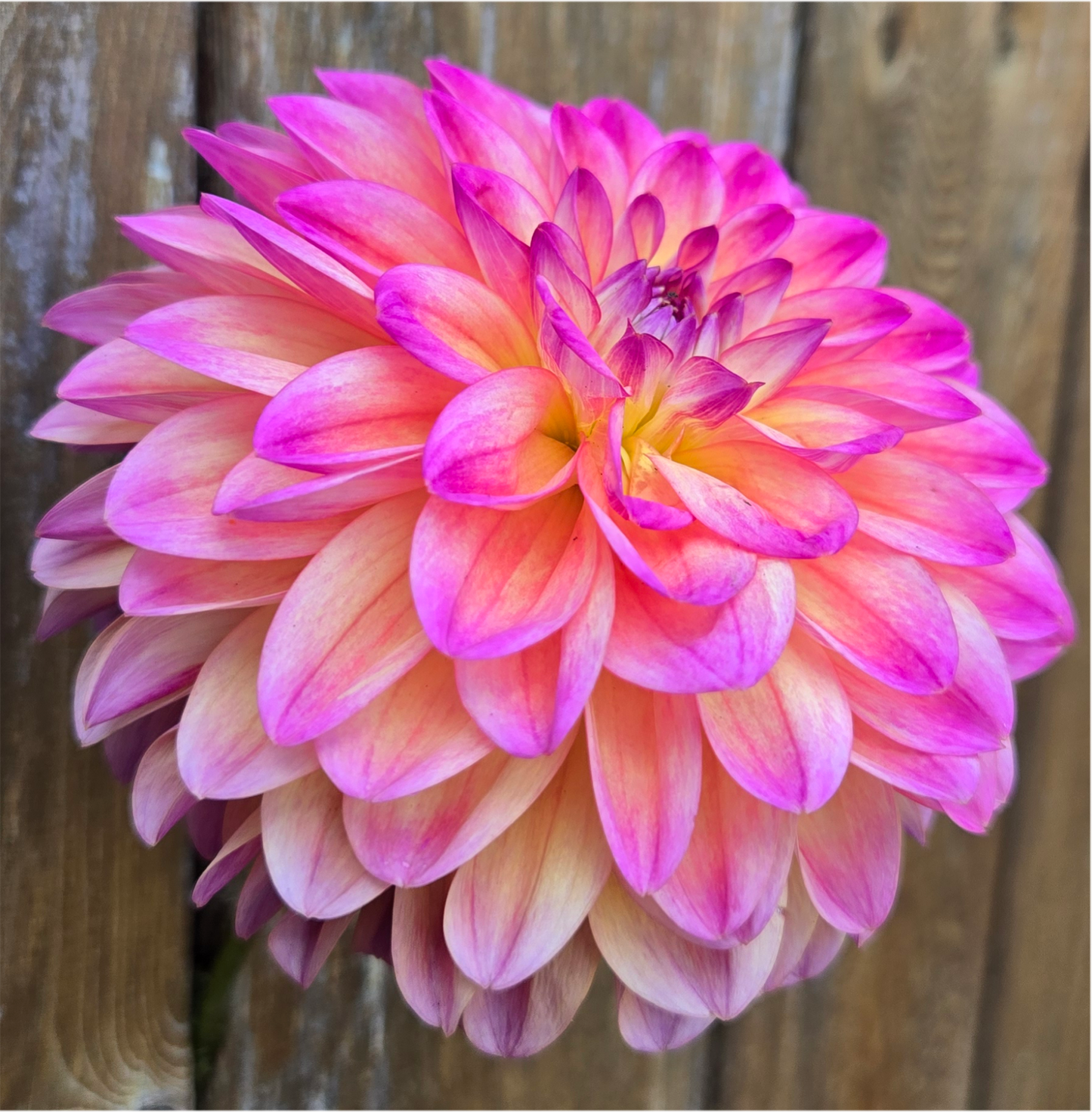 Coral Charm