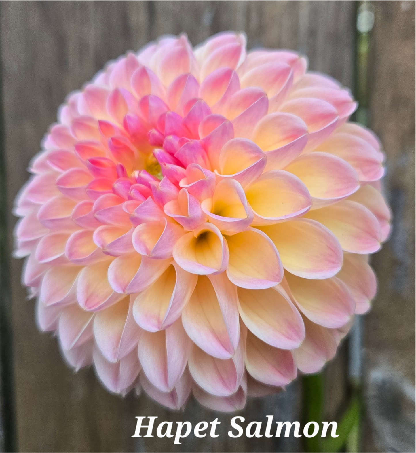 Hapet Salmon - Cutting