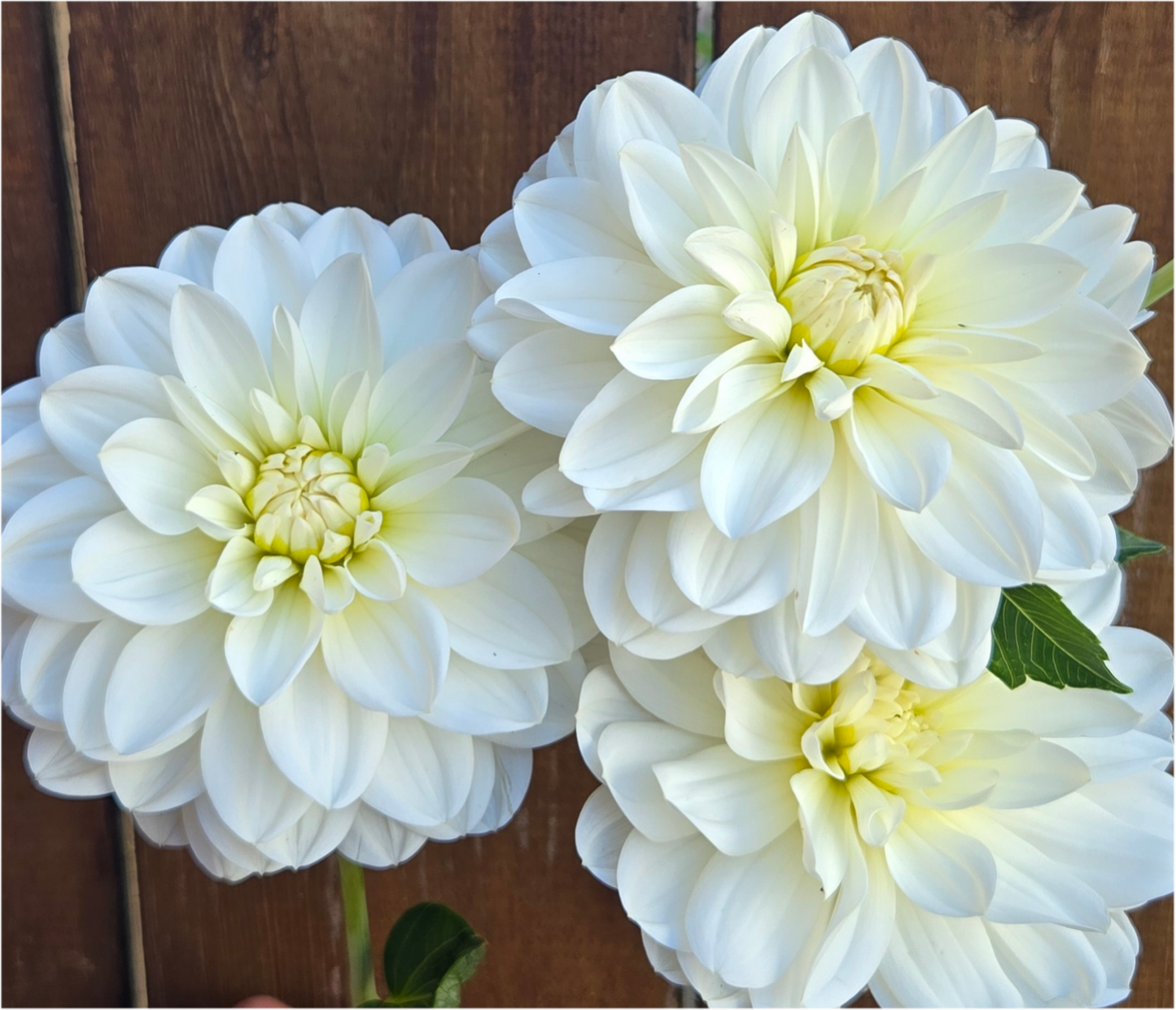 White onesta