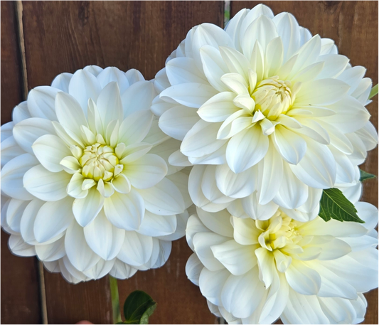 White onesta