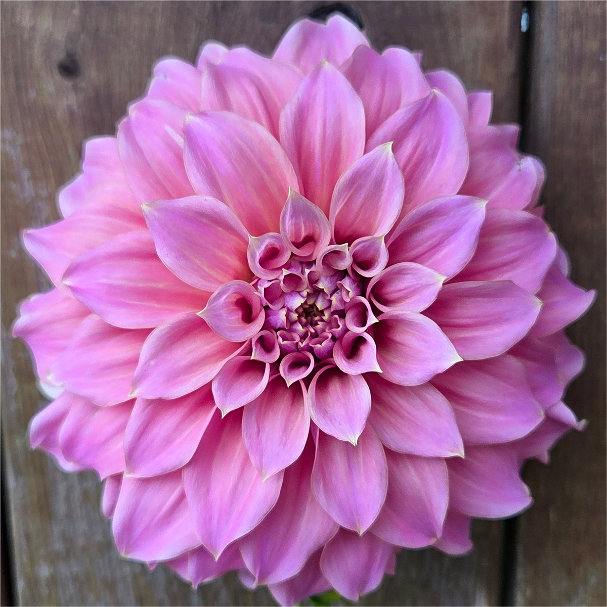 Lileah Caramel Rose