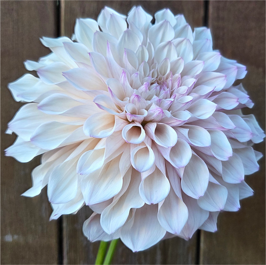KA Pearl