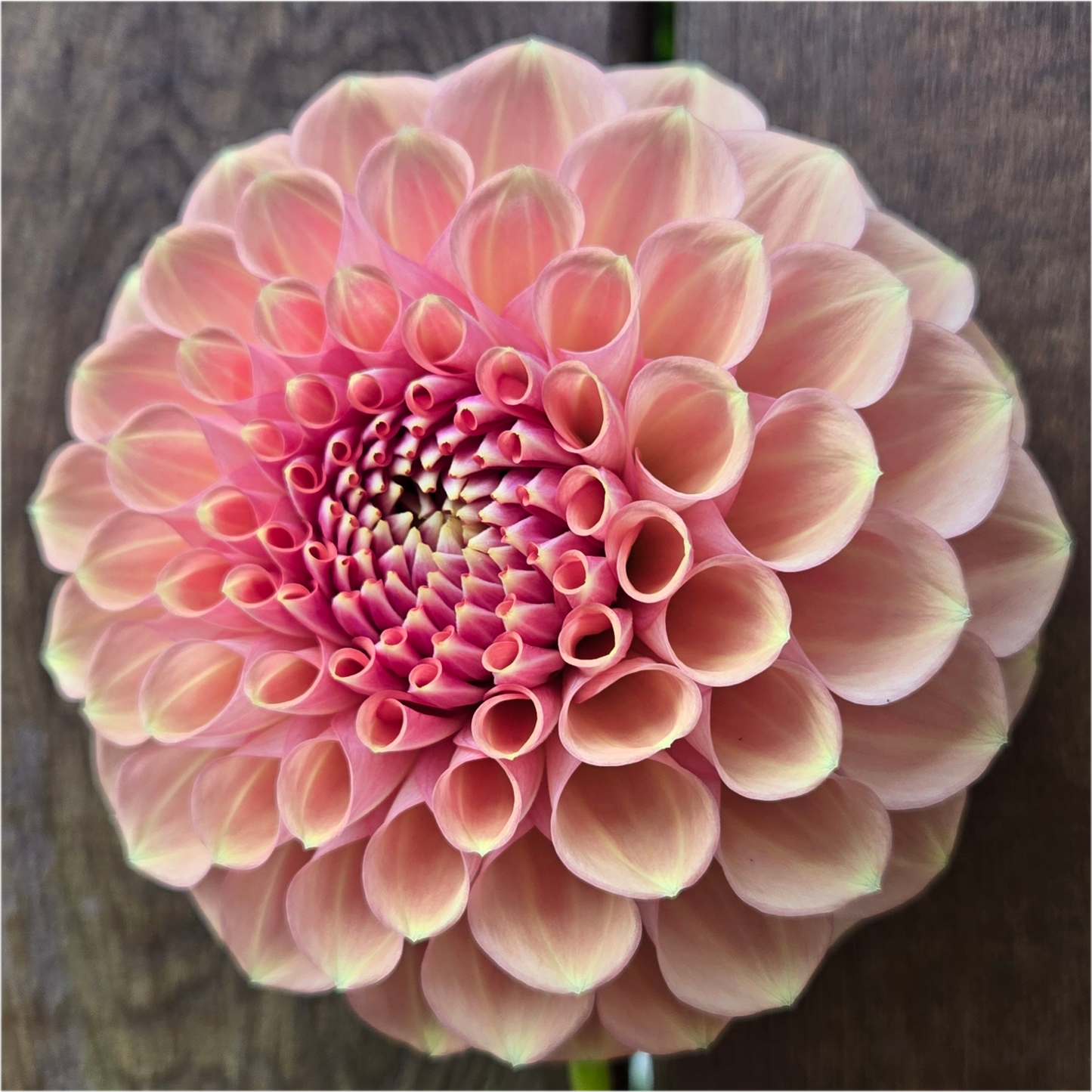 Glenmarc Sophie Sport