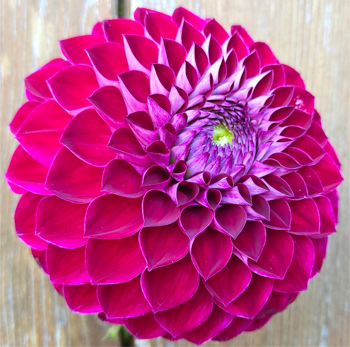 Florelie Origami
