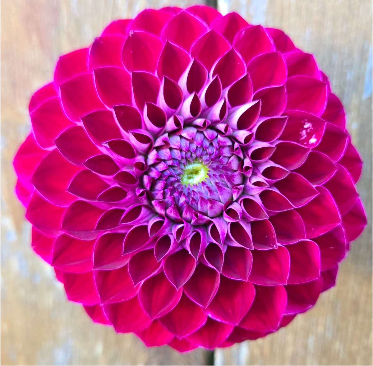 Florelie Origami