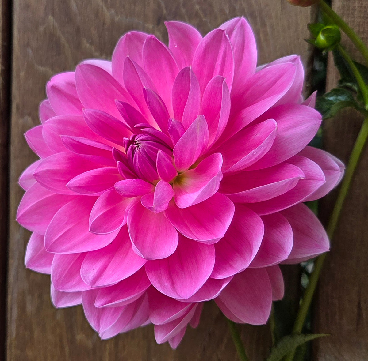 Pink Onesta