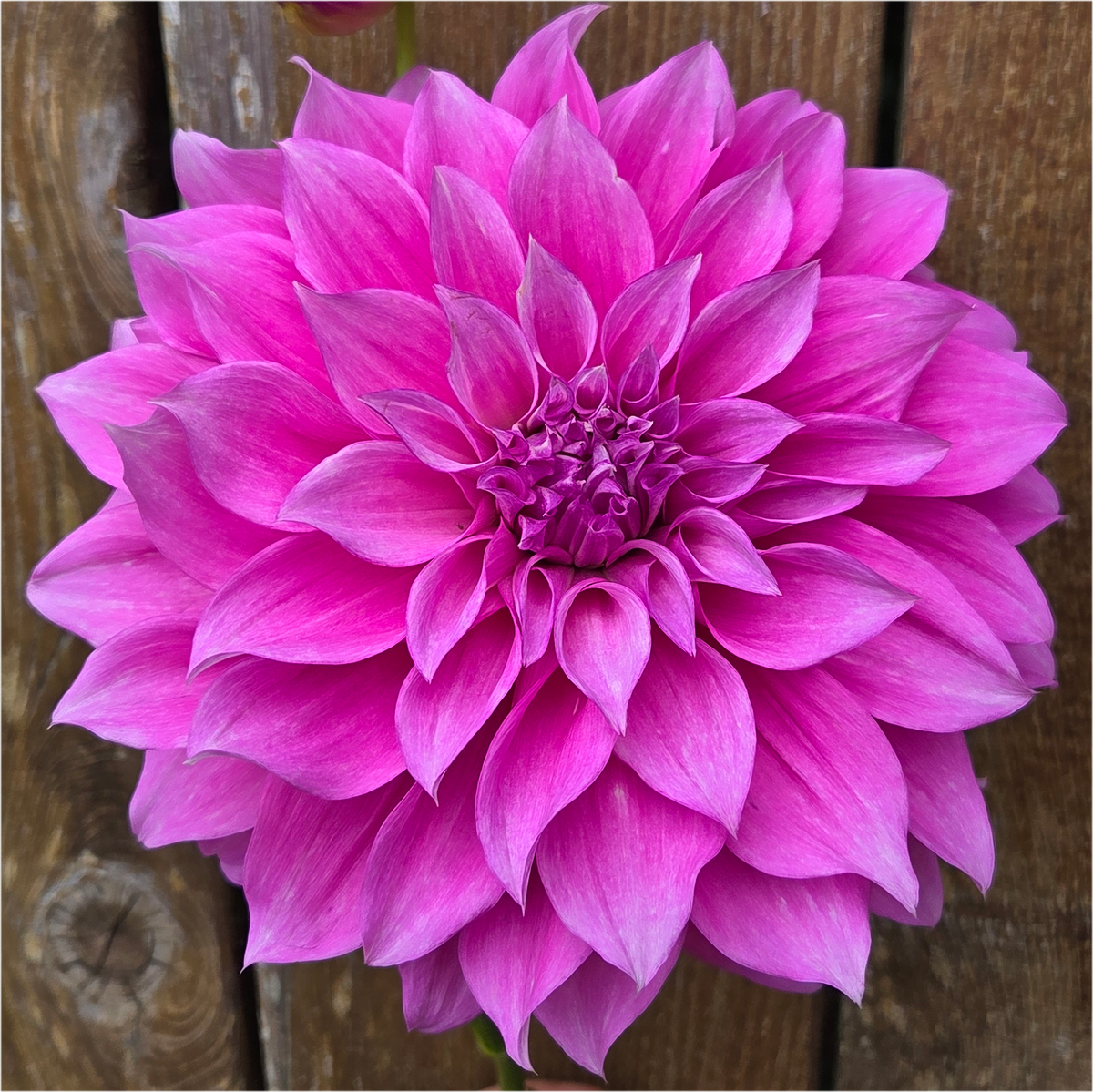 Florelie Café Violette