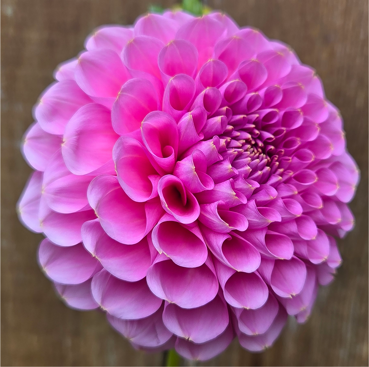 Florelie Lizzie Lou