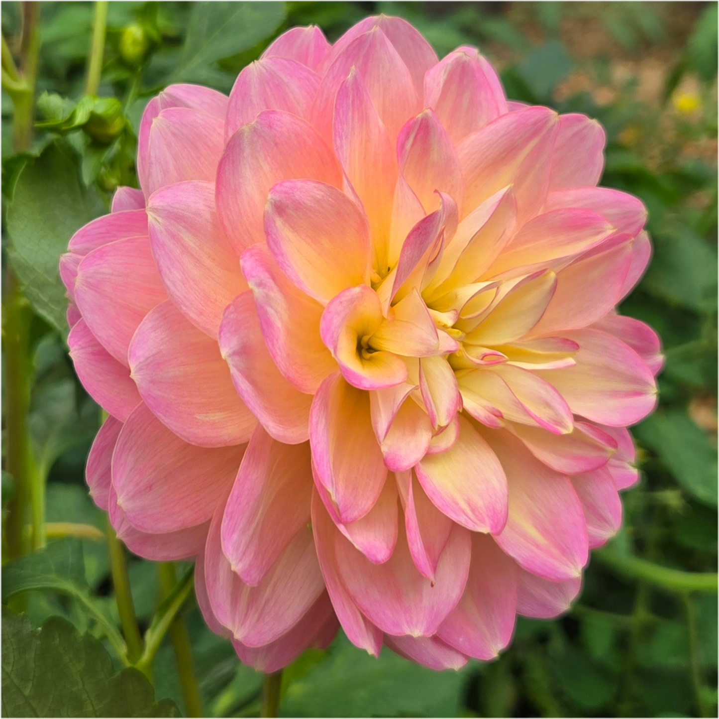 Rosemary Webb