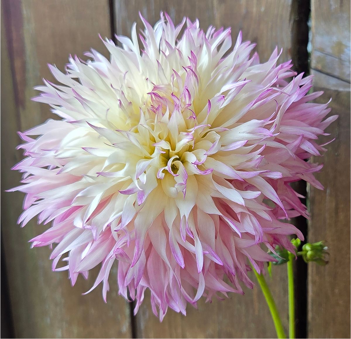 Pinelands Princess