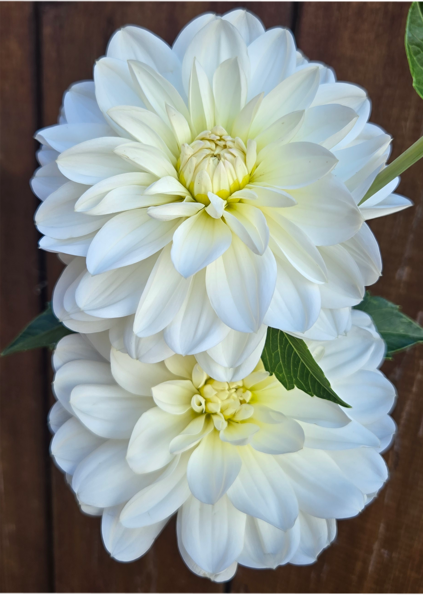 White onesta