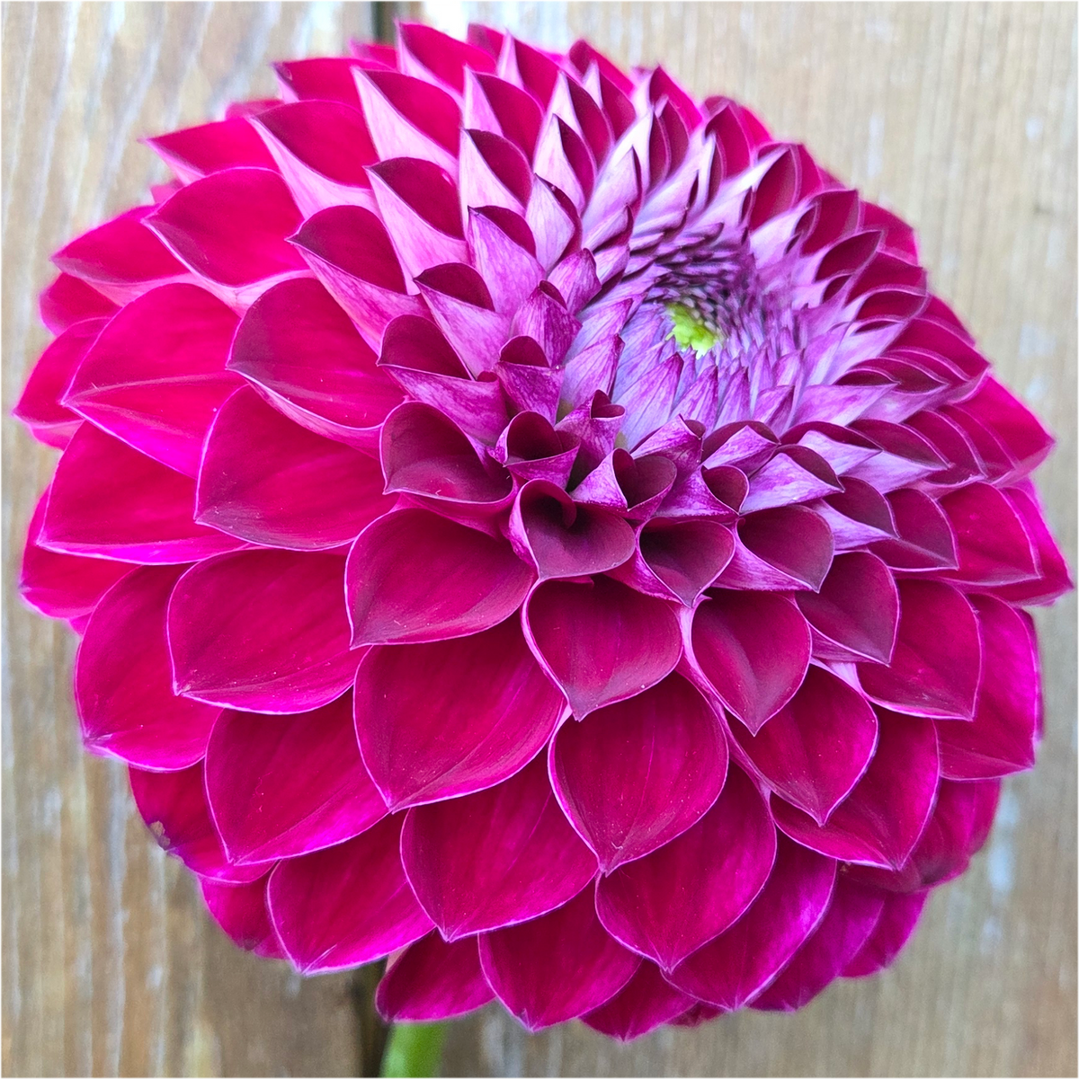 Florelie Origami