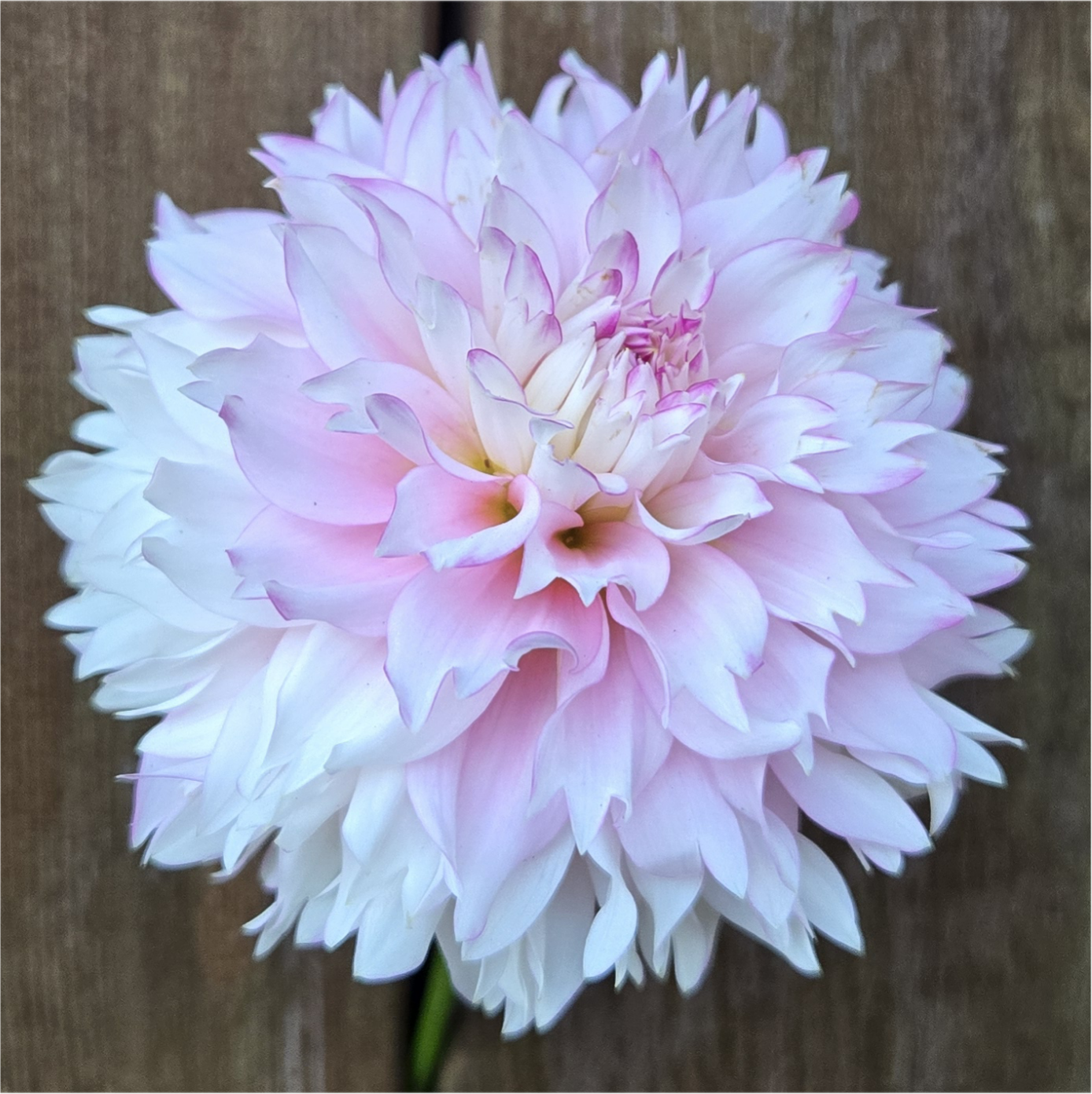 Hollyhill Pinkie