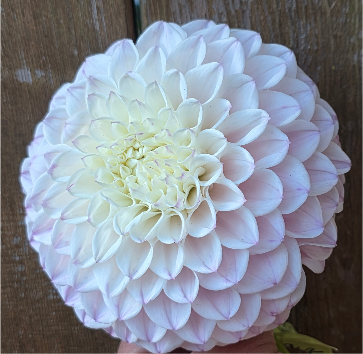 Pink Pearl