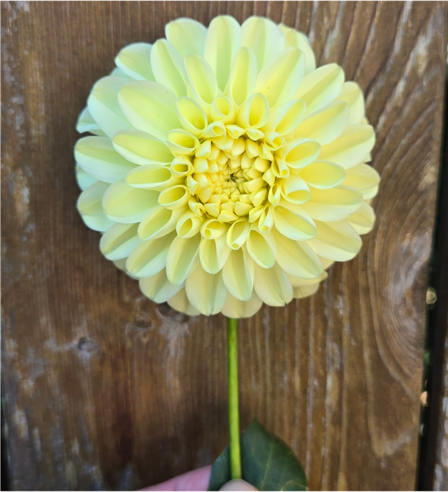 LPF Lemon Sorbet