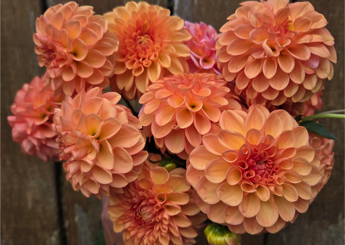 Florelie Angostura