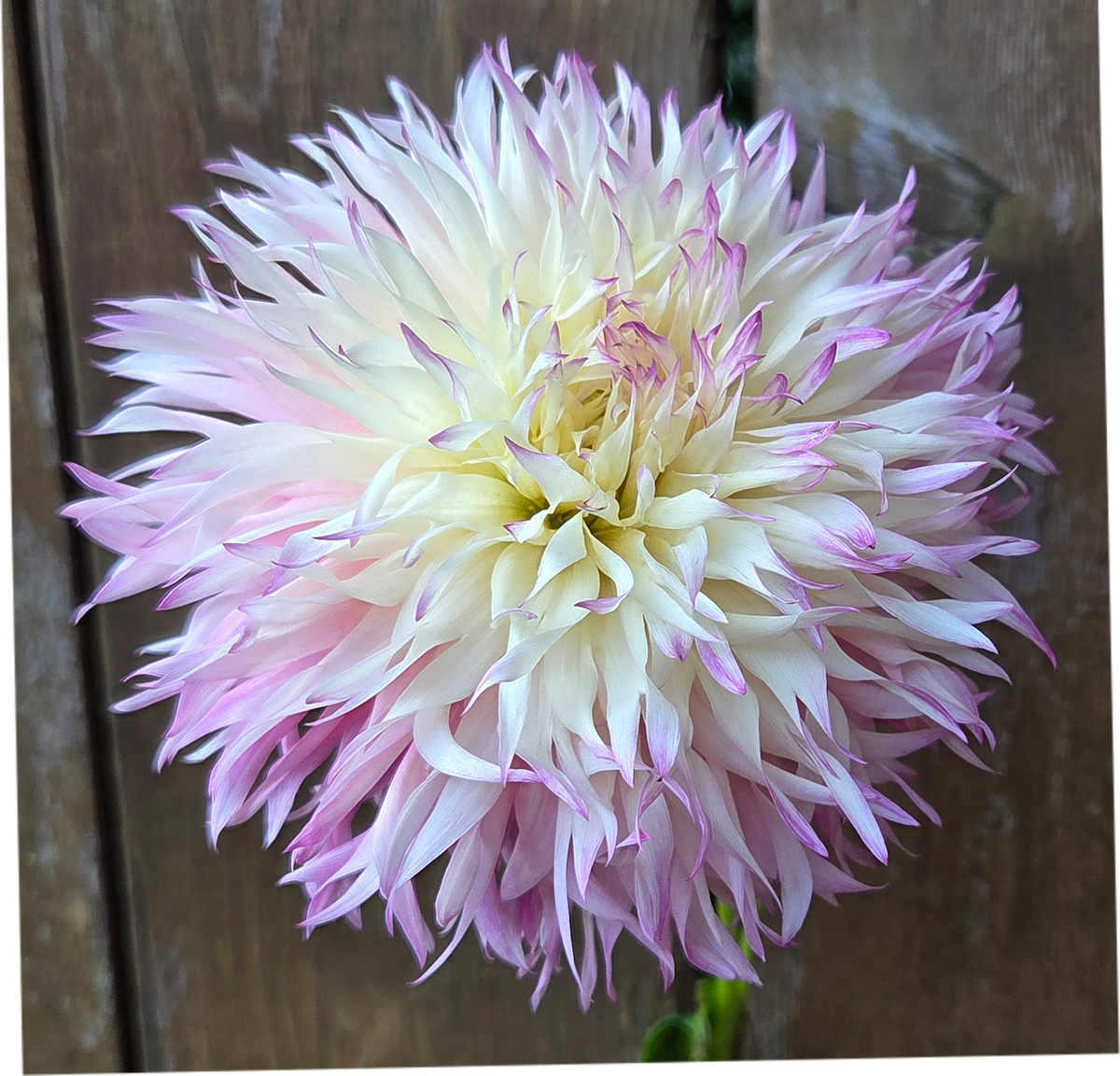 Pinelands Princess