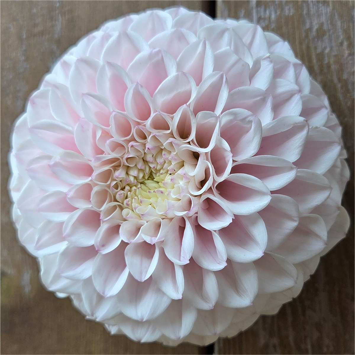 Pink Pearl