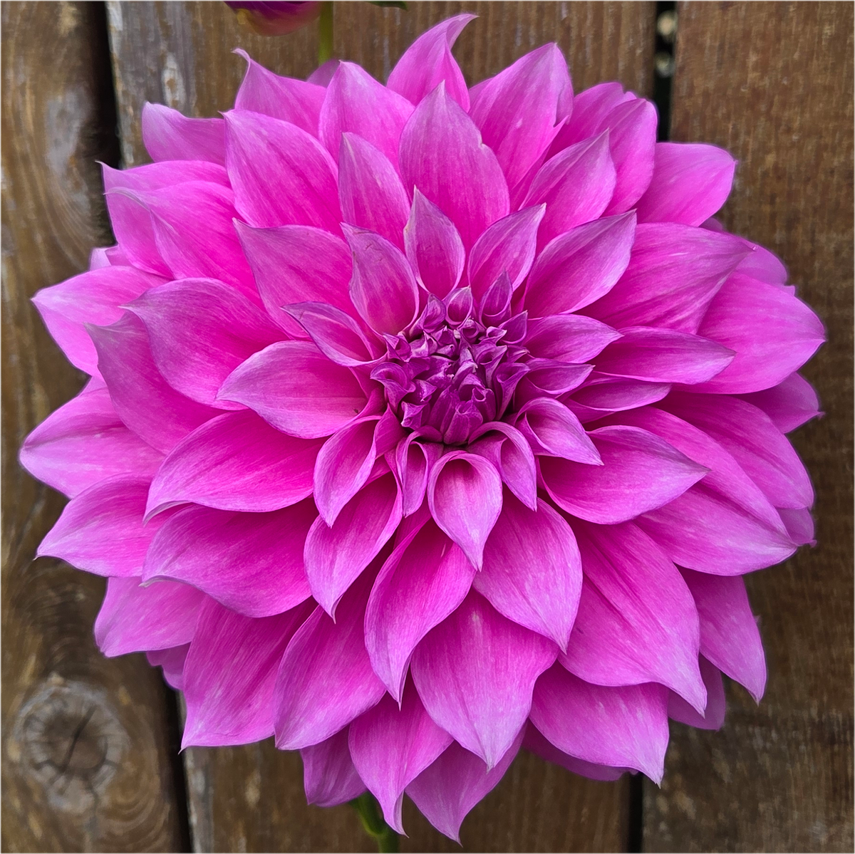 Florelie Café Violette