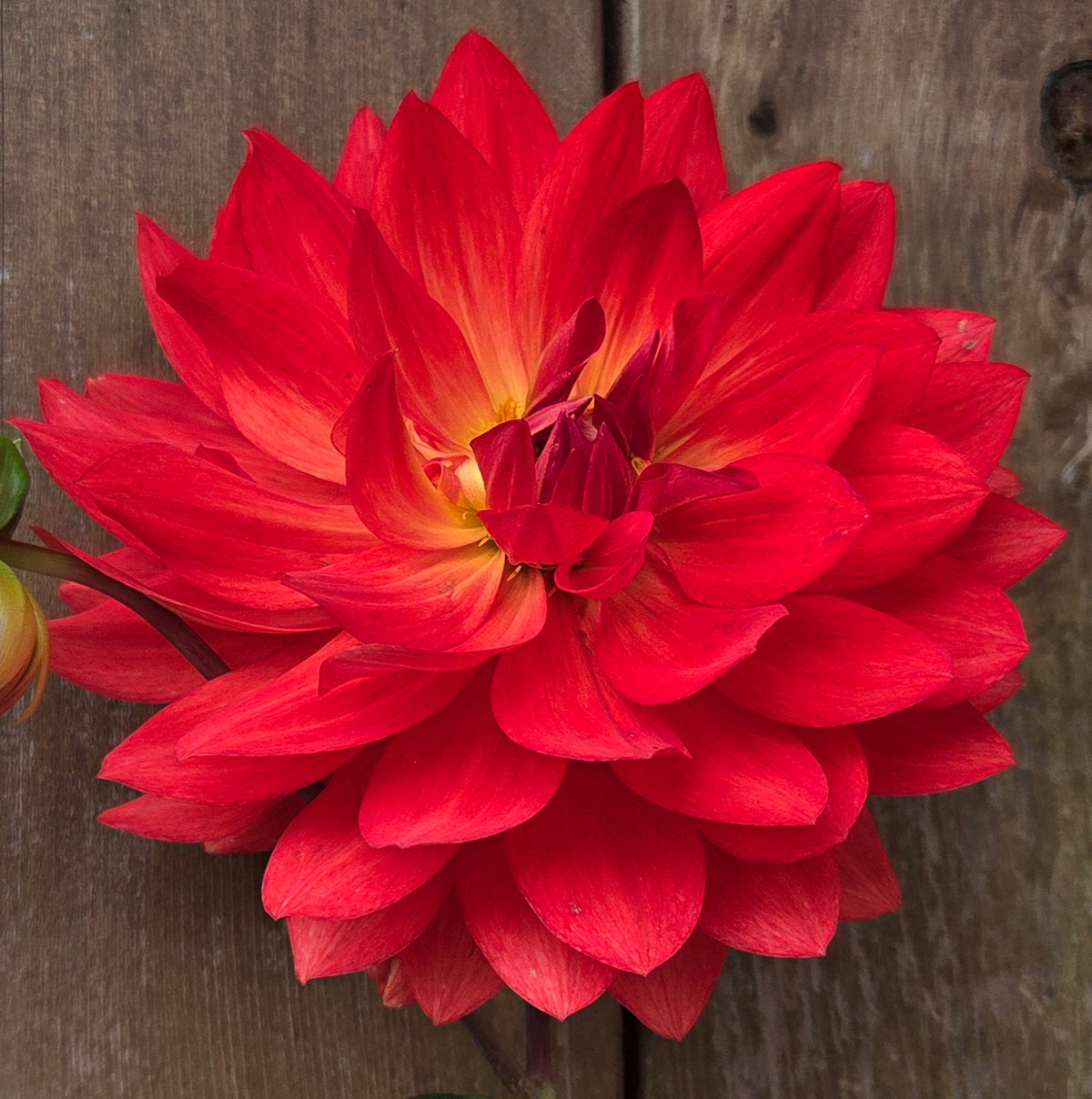 Tarahata Ruby