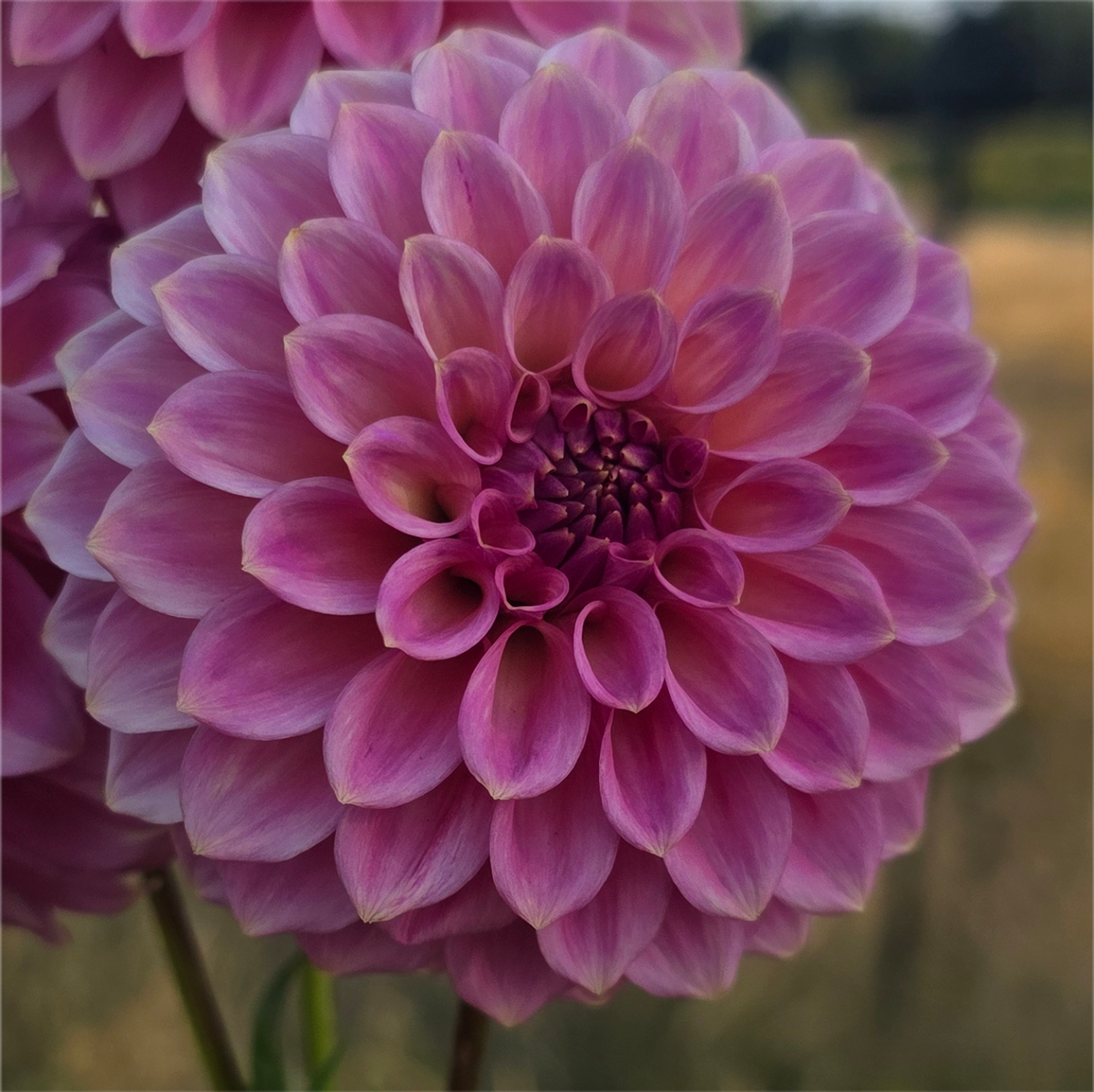 Florelie Flamingo