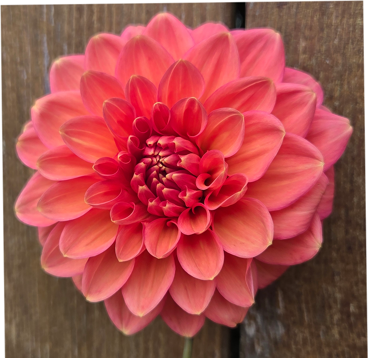 Appleblossom Double