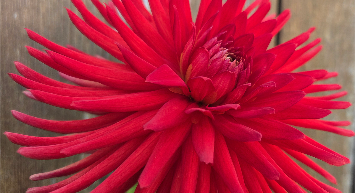 Westwind Scarlet Glow
