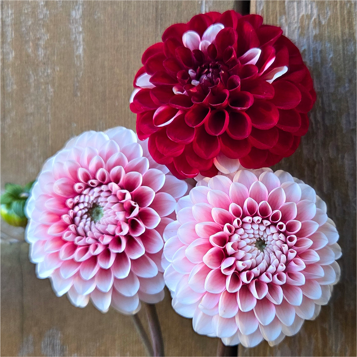 Florelie Cosmic Romance