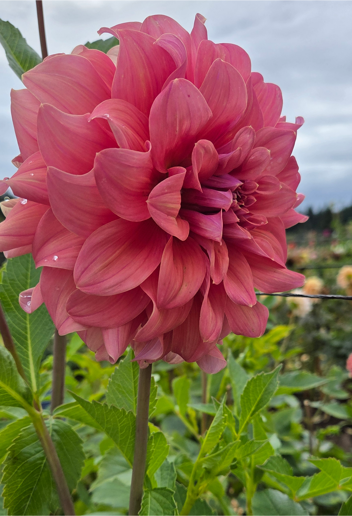 Lileah Caramel Rose