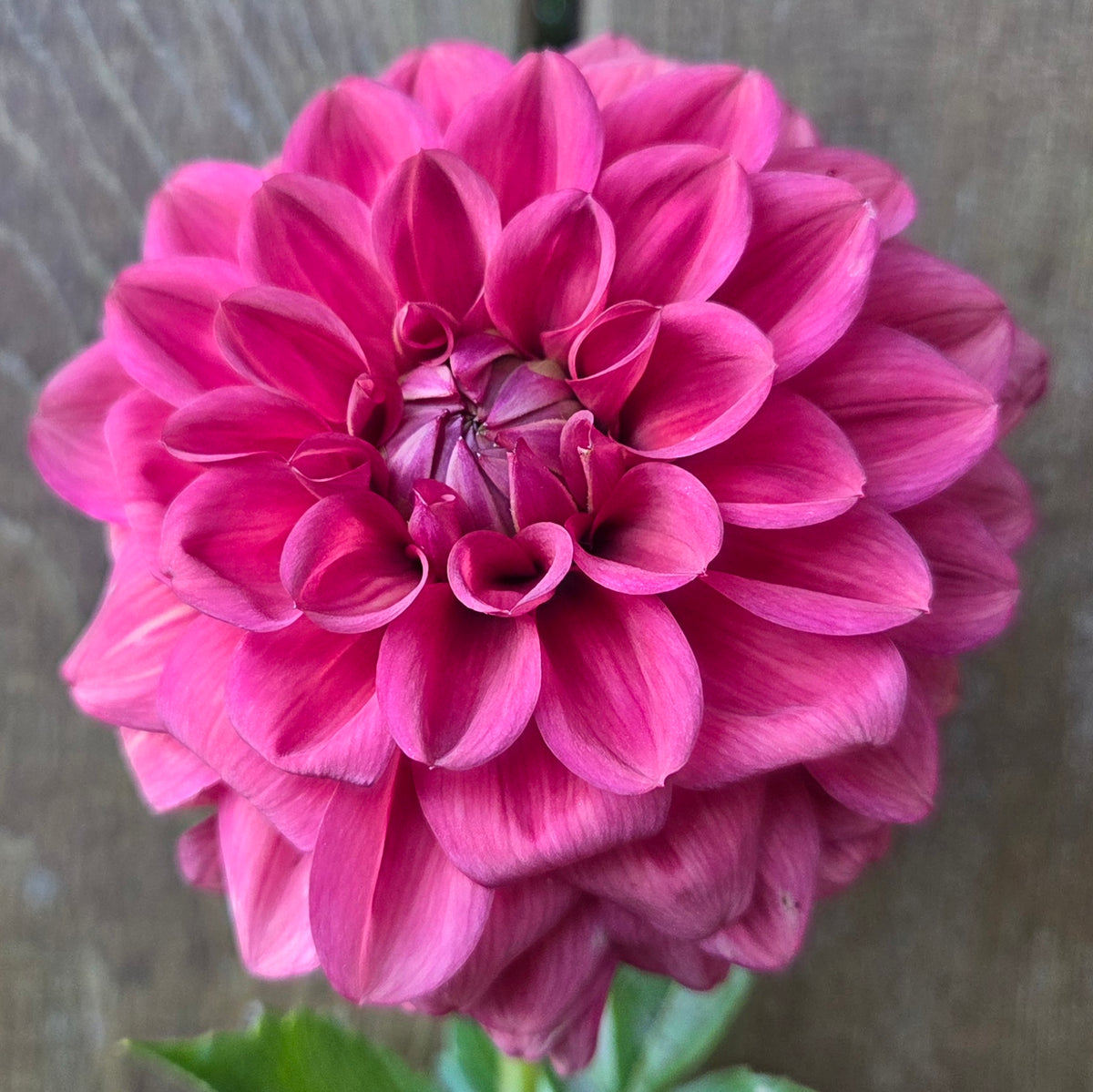 Letterkenny Tea Rose