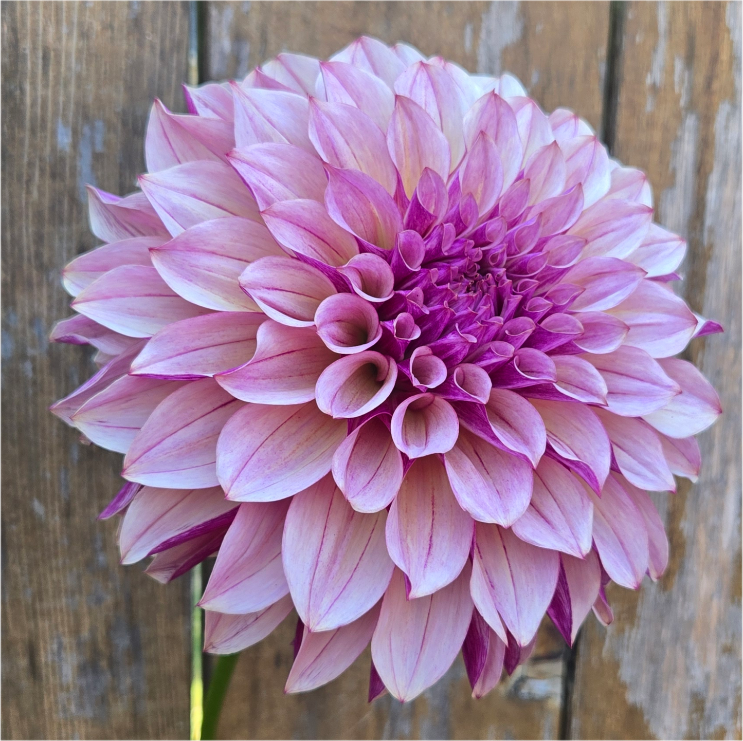Café Mauve