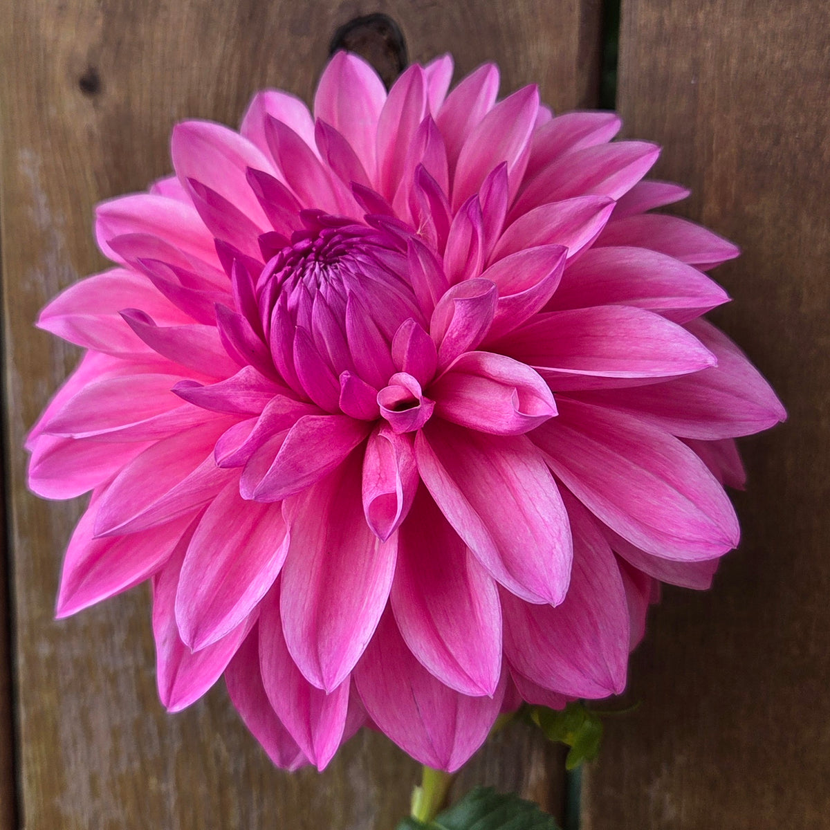 Bargaly Blush