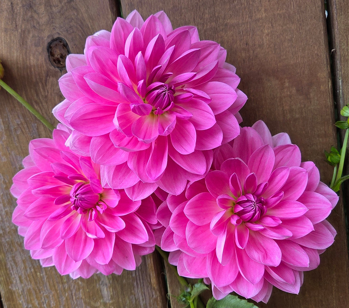 Pink Onesta
