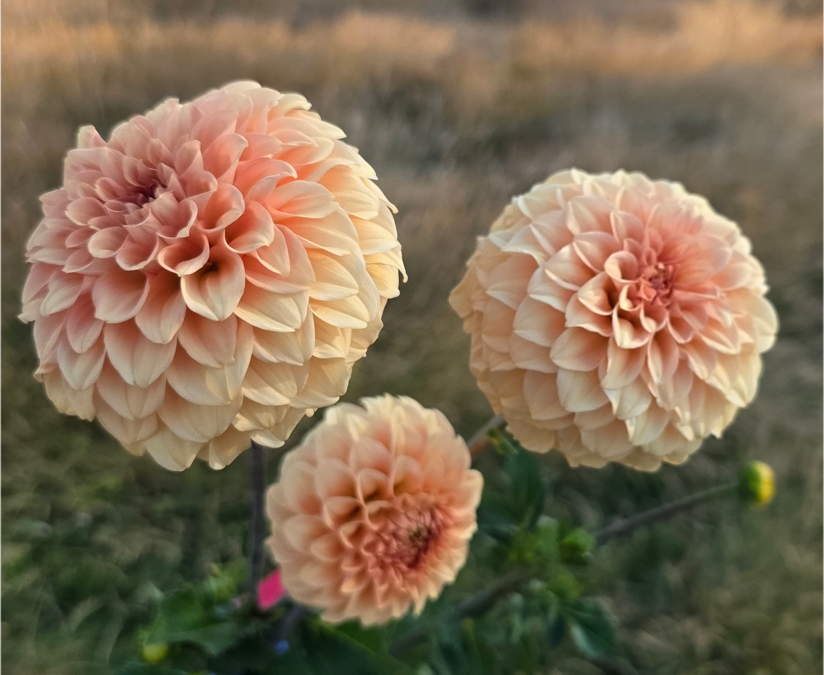 Florelie Nectar