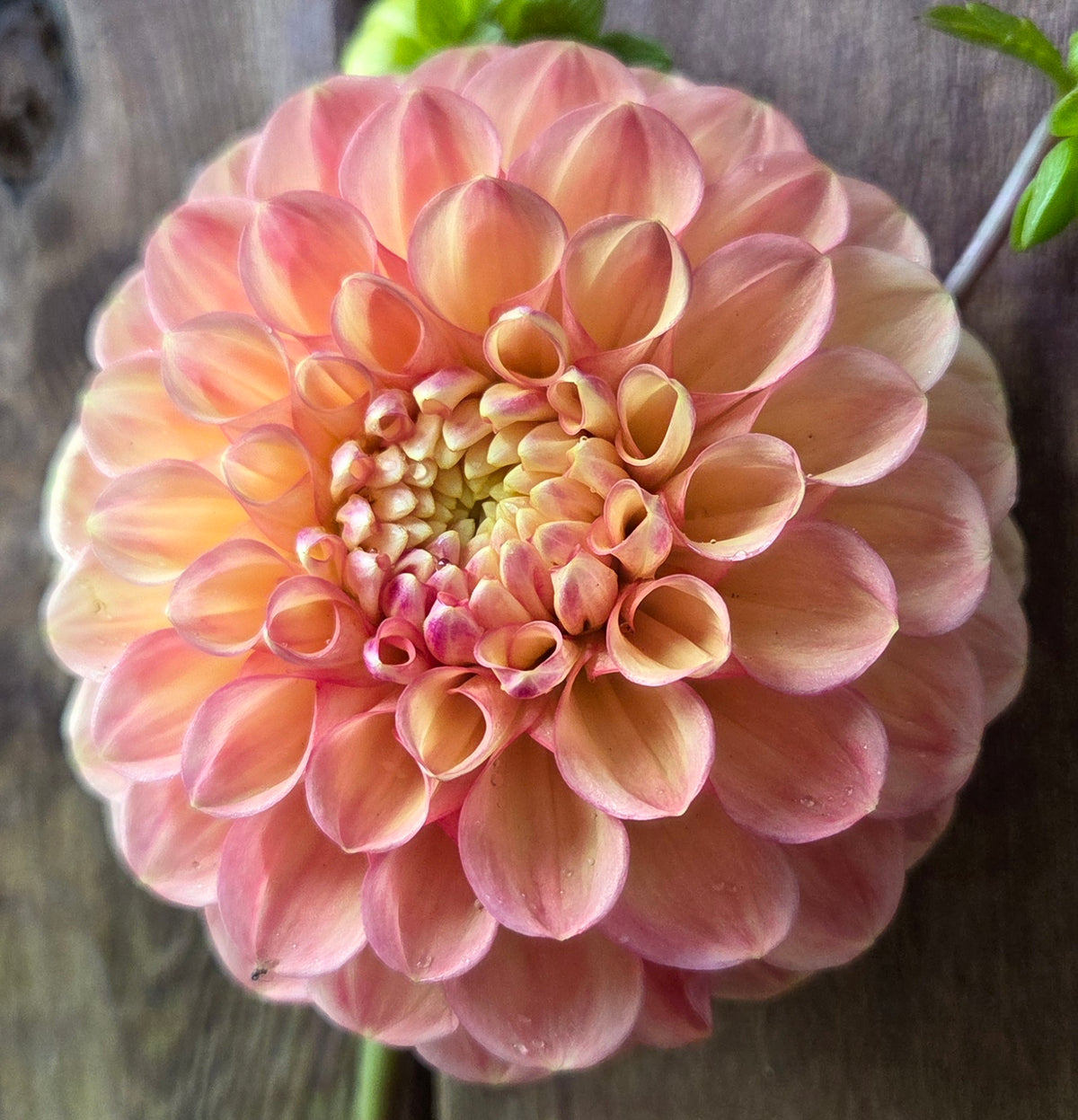 Westwind Apricot
