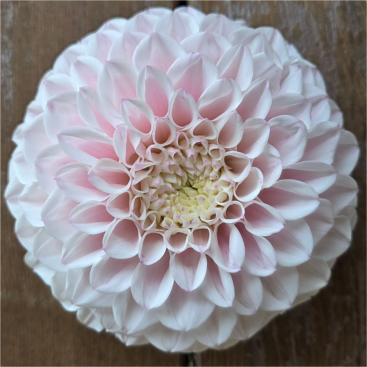 Pink Pearl