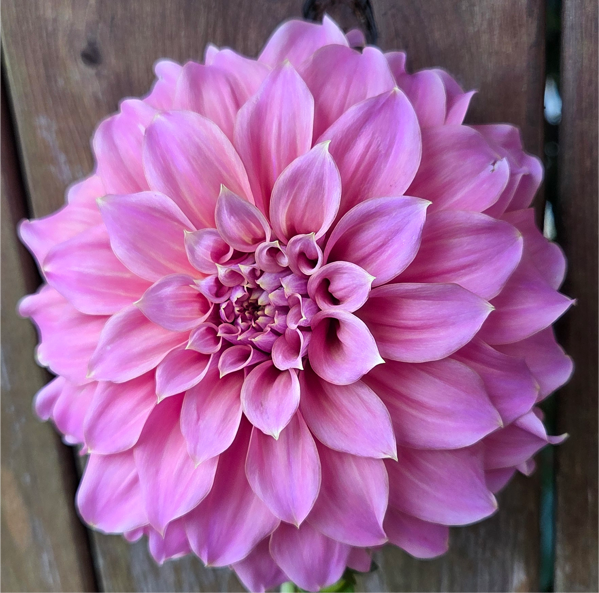 Lileah Caramel Rose