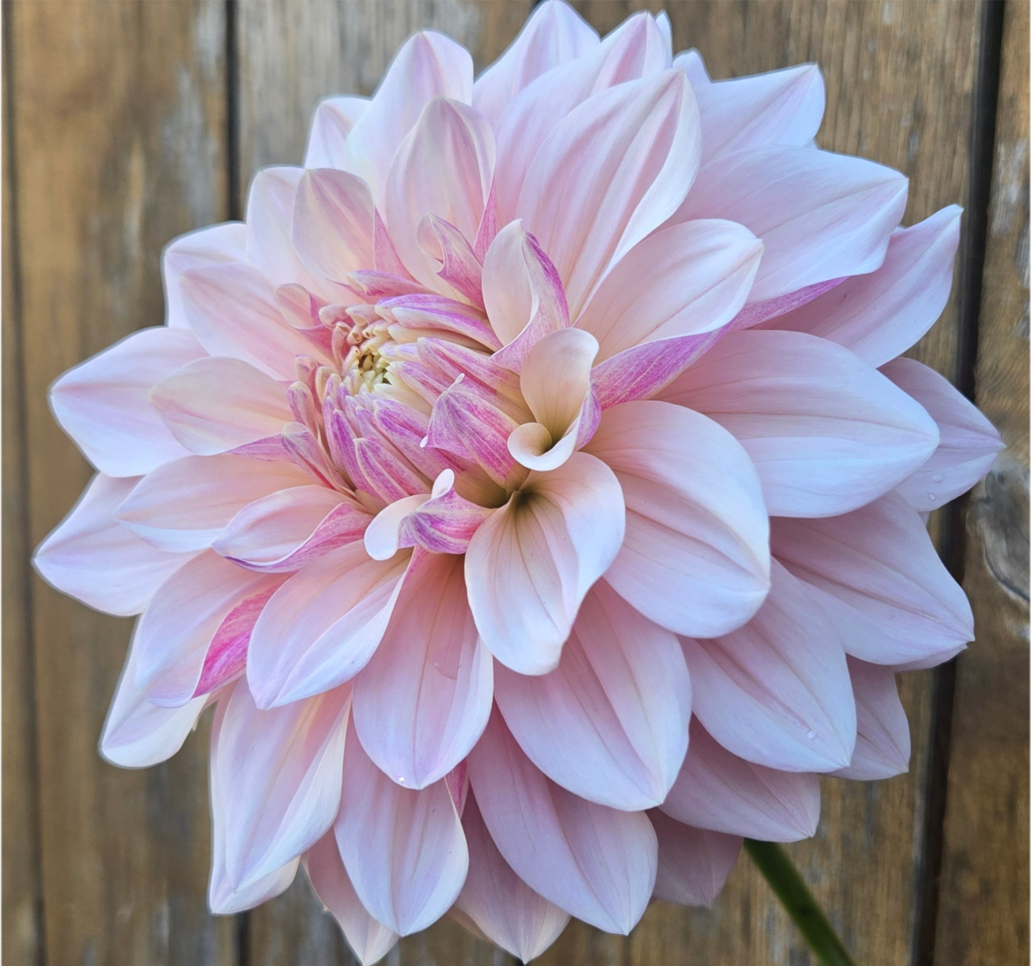 Florelie Antique