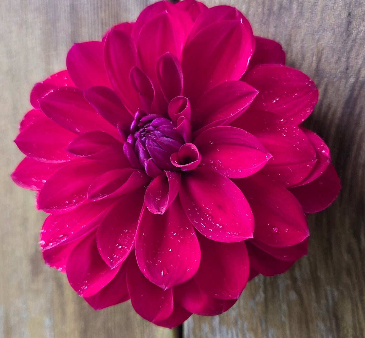 Northwind Crimson Queen