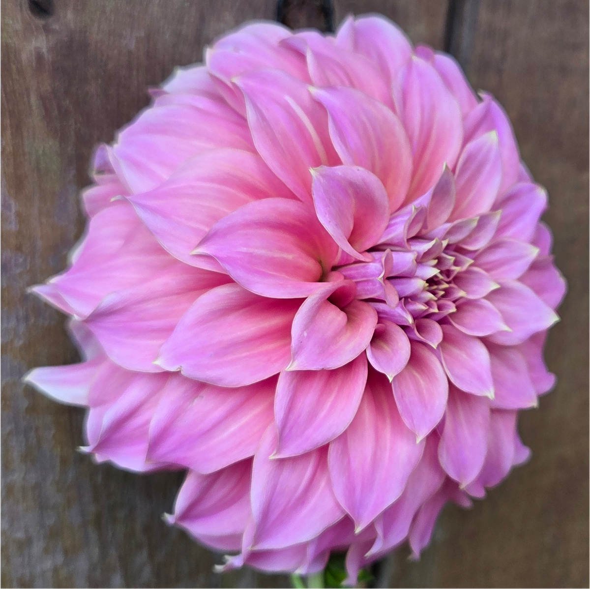 Lileah Caramel Rose
