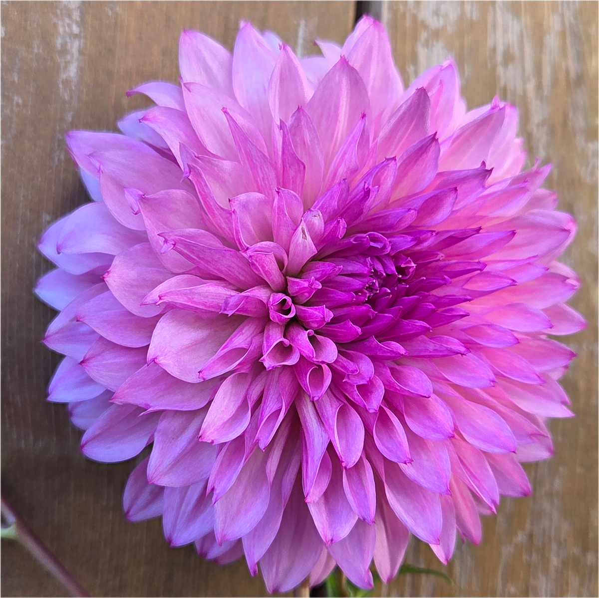 Lee's Flute Loop Lavender