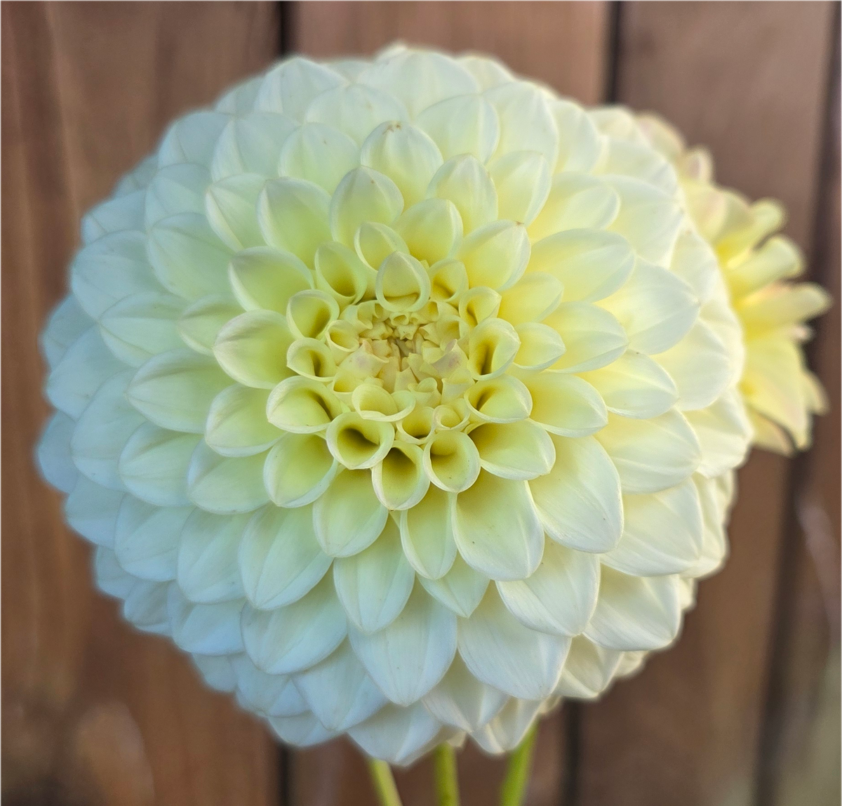 Lee's Primrose Darling