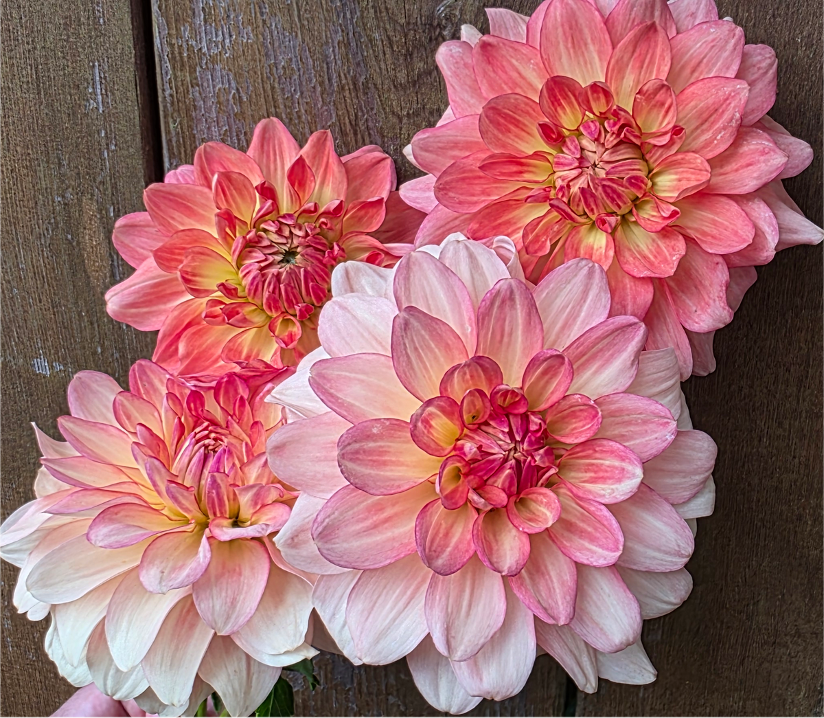Stanza Dahlia