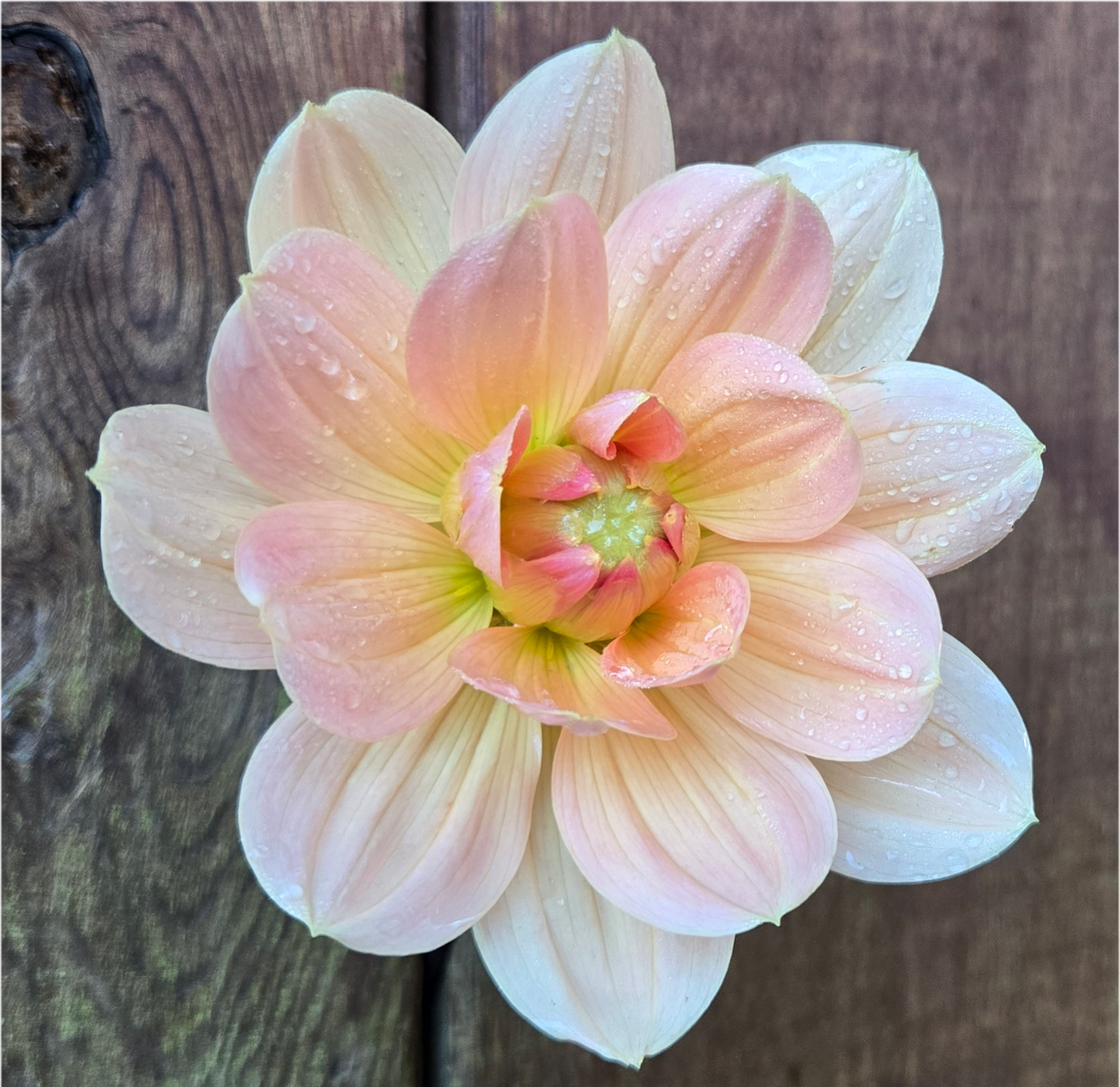 Apricot Desire