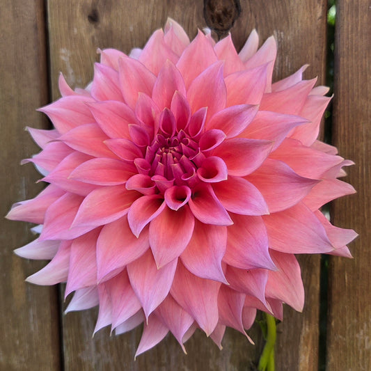Wyns Pink Pearl