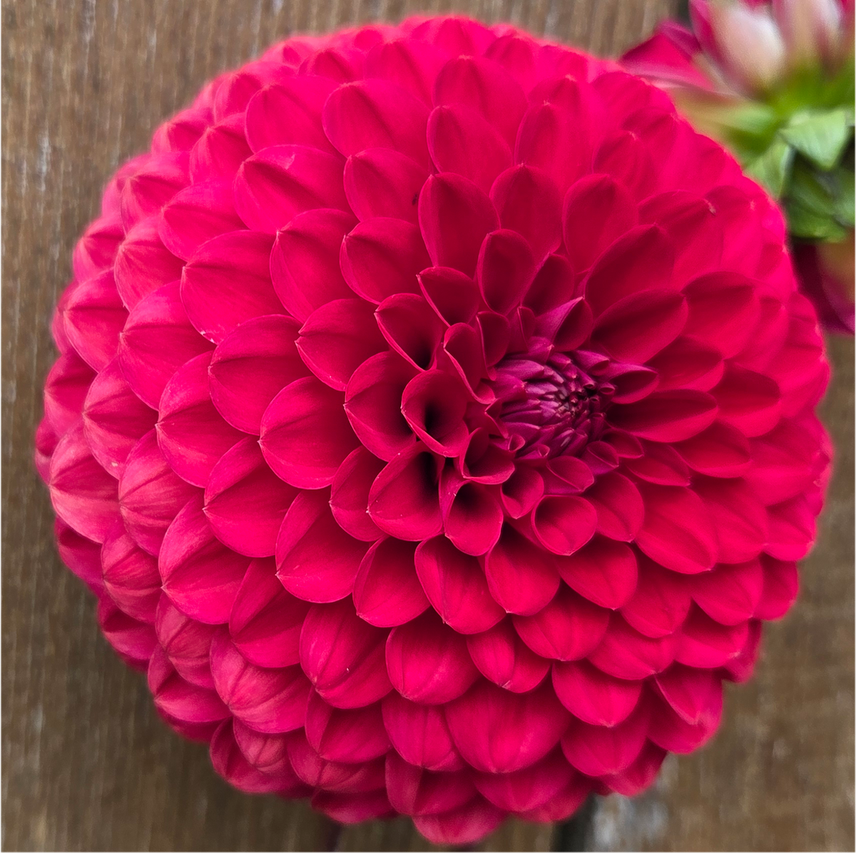 Florelie Vendetta