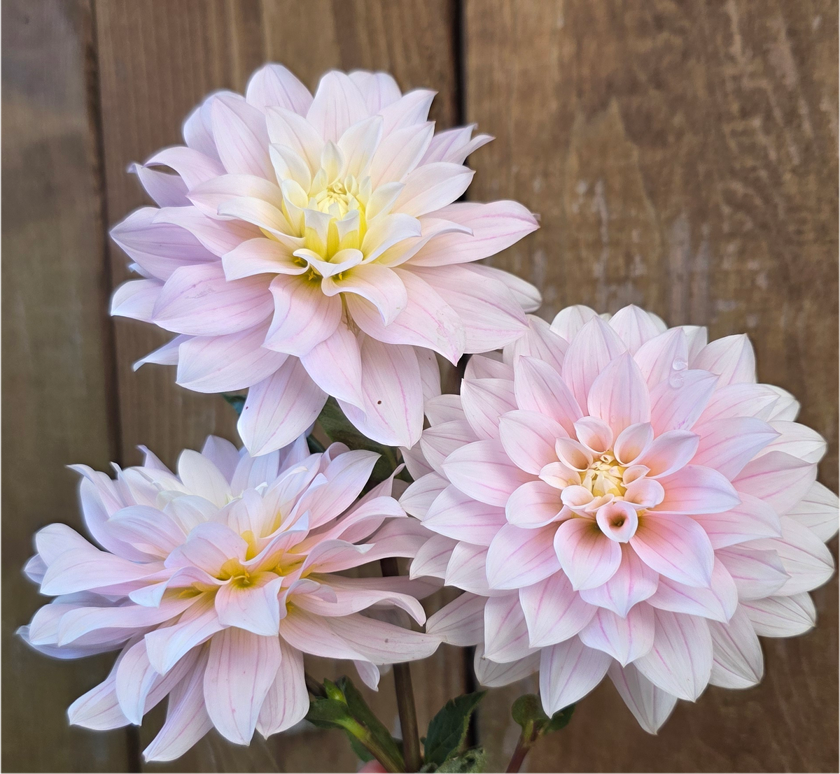 Skeena Yve